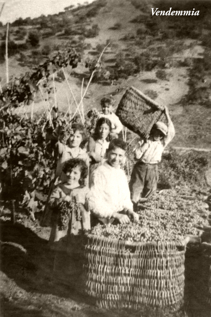 73 FOTO Vendemmia